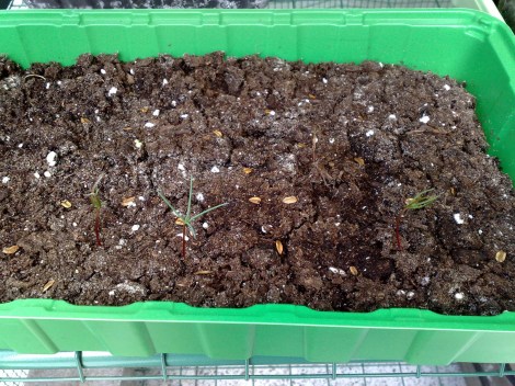 mammutbaeume_1_230411