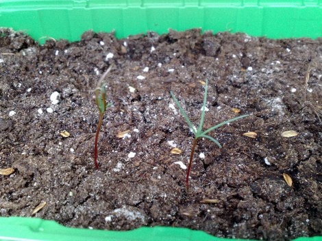 mammutbaeume_2_230411