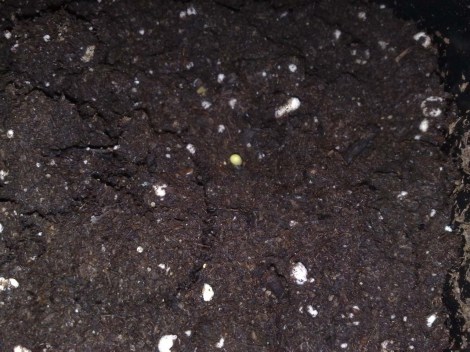 lophophorawilliamsii_040412