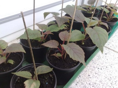 kiwi_081012