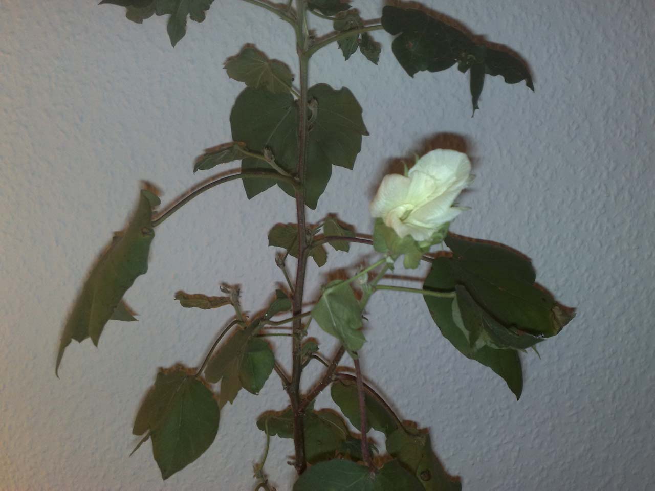 zimmerpflanze chamaedorea Chamaedorea elegans mini online kaufen