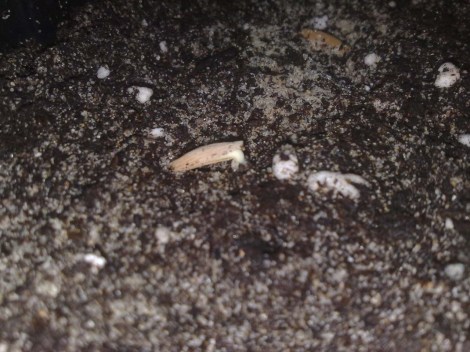 adenium_obesum_140313