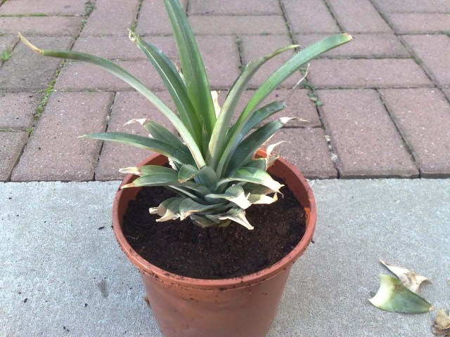 Ananas  Ananas comosus | Anzucht und Pflege | Vegetation daheim