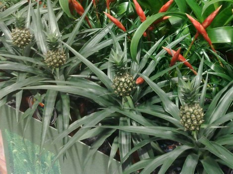 ananas_ipm2013