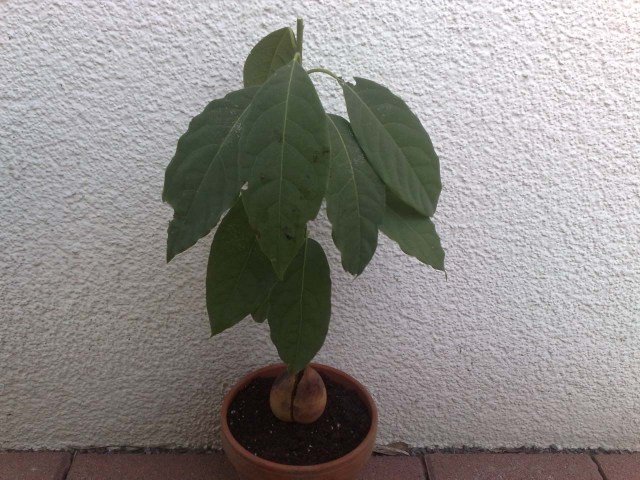 xanthosoma violaceum variegata Xanthosoma albo variegata 