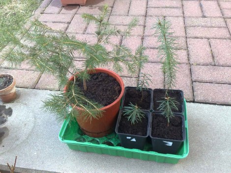 Nadelgehölze_030413