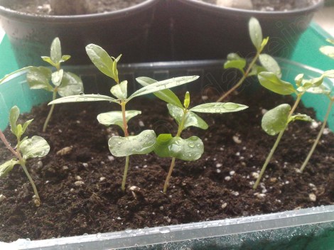 punica_granatum_290413