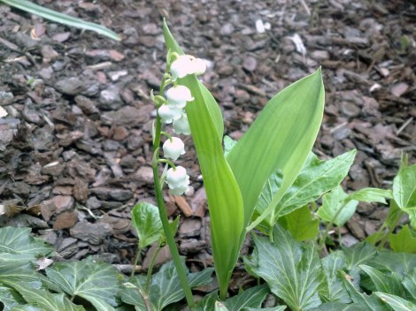 maigloeckchen_140513