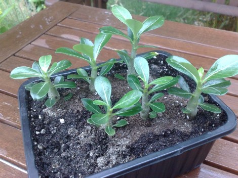 adenium_obesum_200613_1