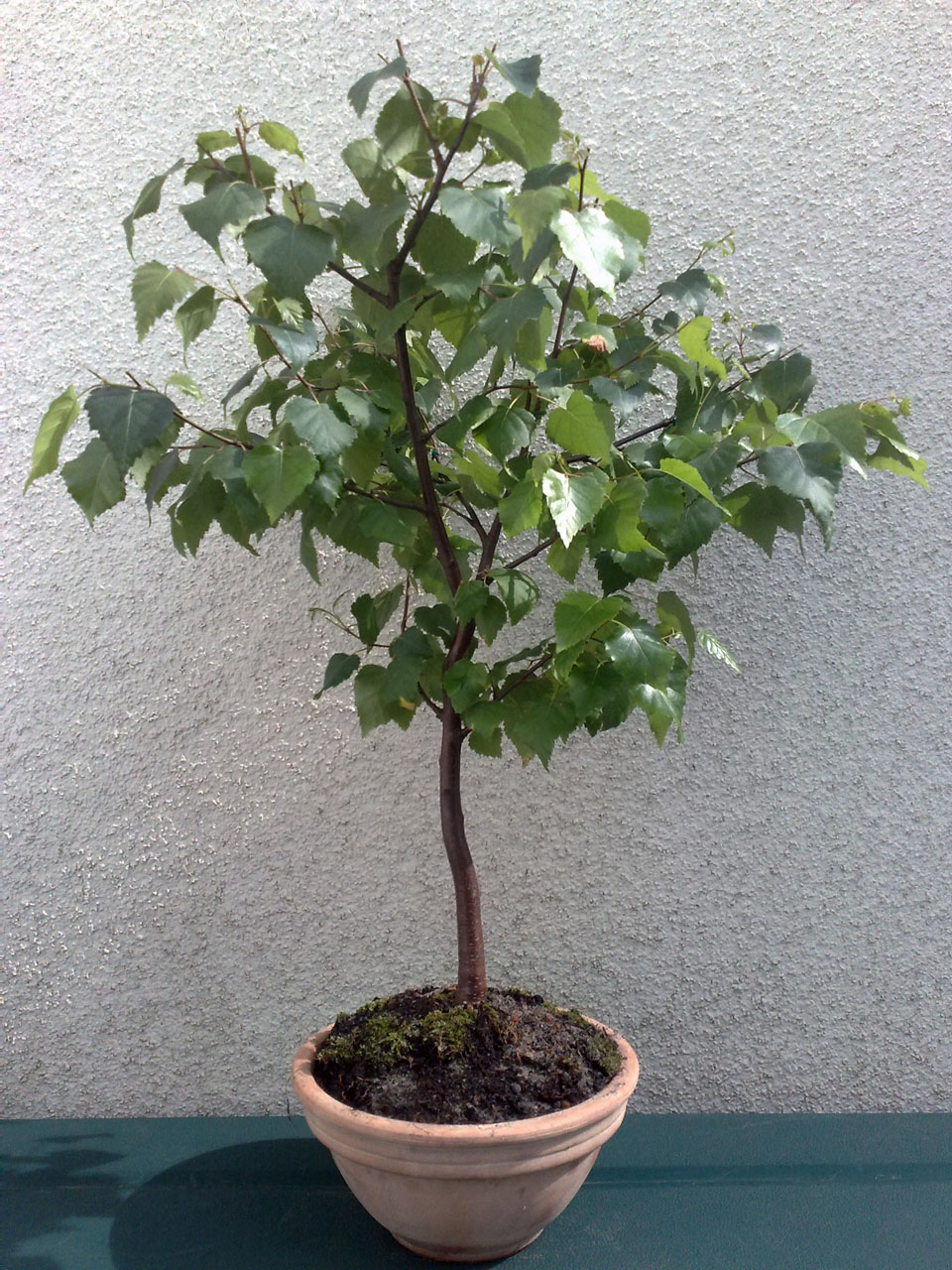 baum eibe foto Eibe kaufen main image 1