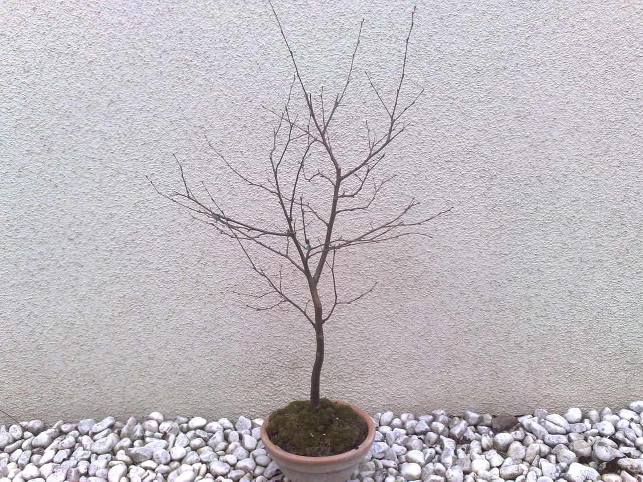 sechsjhriger Birkenbonsai drei Monate nach Schnitt und Drahtung |  Vegetation daheim