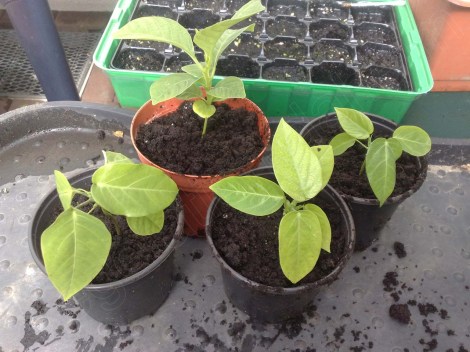 Passiflora_ligularis_quadrangularis_230613_2