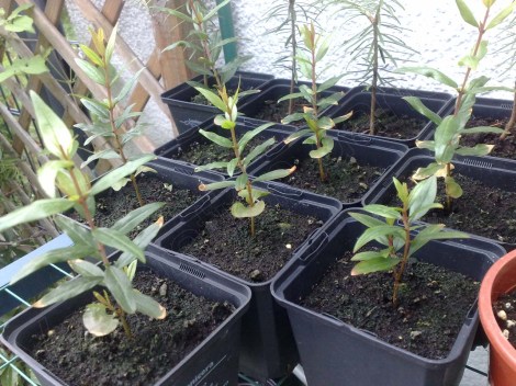 punica_granatum_250613