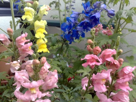 rittersporn_loewenmaul_110613