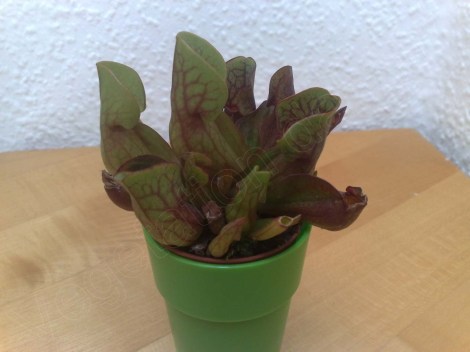 schlauchpflanze_netto_180613