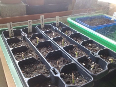 adenium_obesum_160713