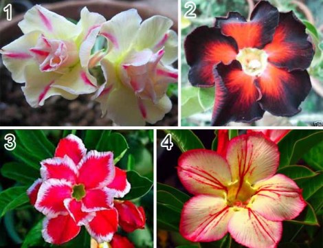adenium_obesum_LEMON_PINK_BLACKMAGIC_DOUBLE_SANTA_TONGDARA