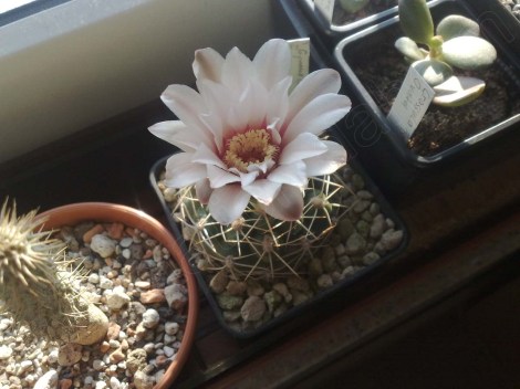 gymno_080713