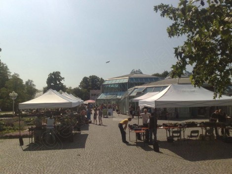 kakteenmarkt_070713_1