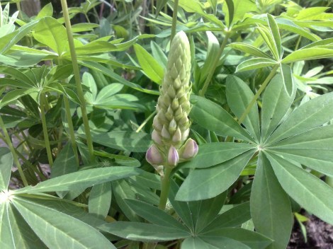 lupinen_270713