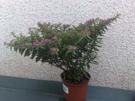 cuphea_hyssopifolia_060813_1