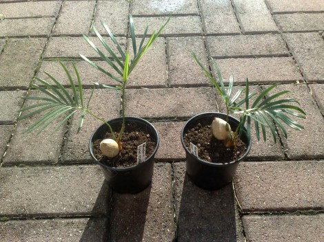 cycas_revoluta_130813_1