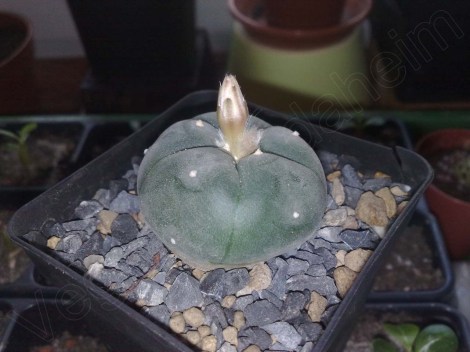 lophophora_williamsii_110813