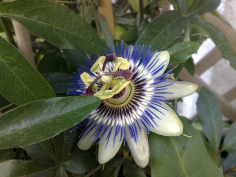 passiflora_caerulea