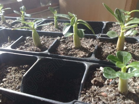 adenium_obesum_090913_4