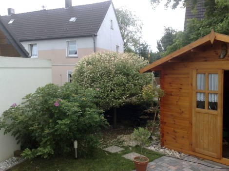 salix_integra_040712_2