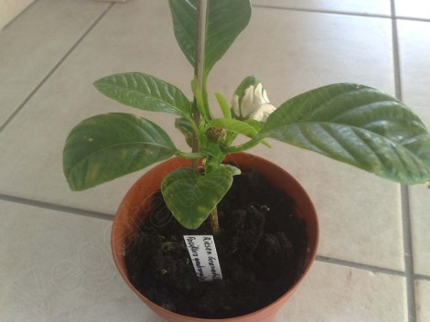 passiflora_quadrangularis_4