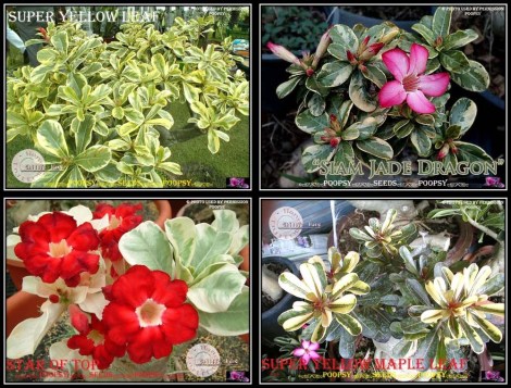 superyellowleaf_siamjadedragon_staroftop_superyellowmaple