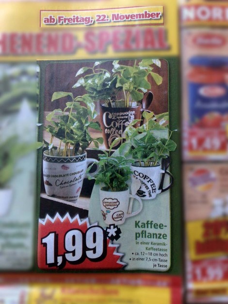 kaffeepflanzen_norma_221113