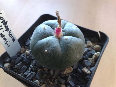 lophophora_williamsii_131213