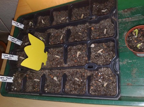 Adenium_obesum_ 100214_2