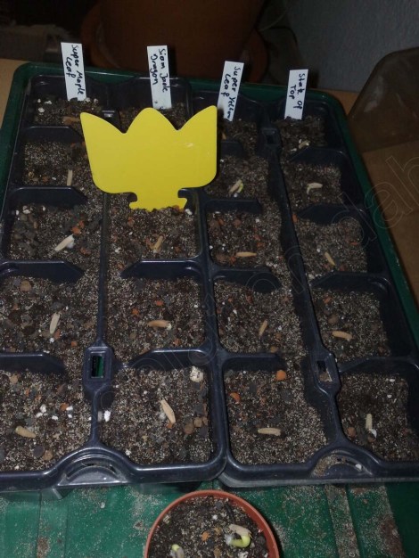 adenium_obesum_100214