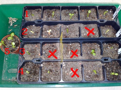 adenium_obesum_180214_1