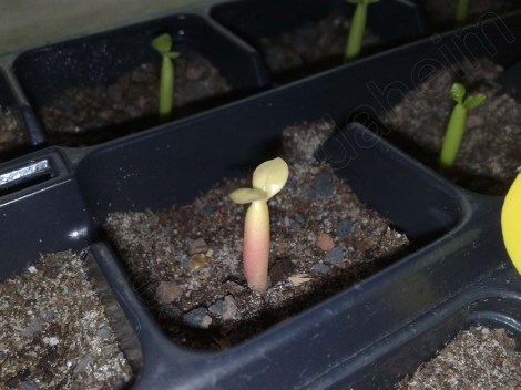 adenium_obesum_180214_2