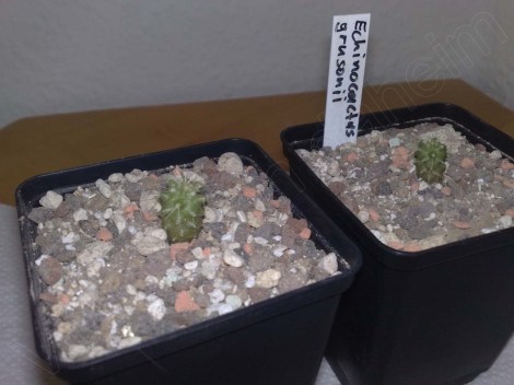 echinocactus_grusonii_030214_2