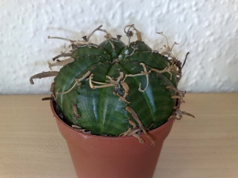 euphorbia_meloformis_210214_1