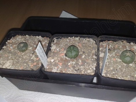 lophophora_williamsii_040114_2