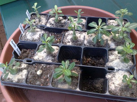 Adenium_obesum_ 030314_1