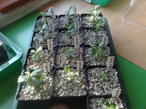 Adenium_obesum_ 040314