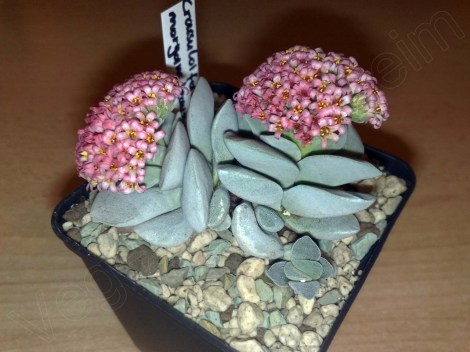 crassula_falcata_morgans_beauty