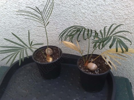 cycas_revoluta_280314_1
