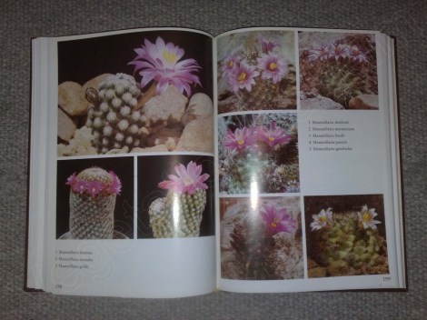 kakteenbuch_3