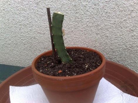 koenigin_der_nacht_070314_2