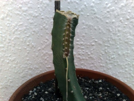 koenigin_der_nacht_140314_2