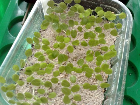 Physalis, Physalis peruviana.