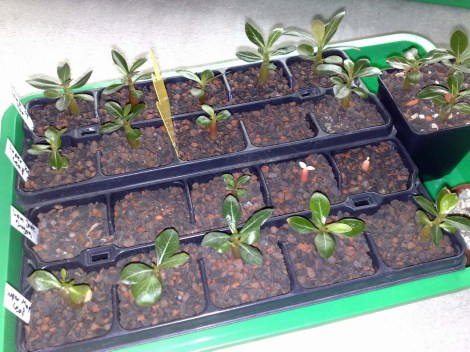 Adenium_obesum_ 110414